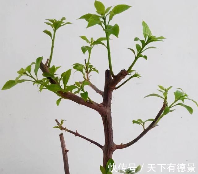 绿萝|一场秋雨一场寒，秋雨后适合扦插6种花，爱生根，爱生长