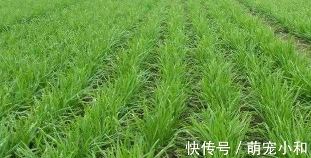 去买菜时遇到这种韭菜，你可不要买，菜摊老板自己都不吃！