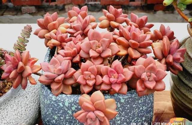 这“三多肉”是公认的爆崽小能手,室外冻一冻,憋成群生肉墩子