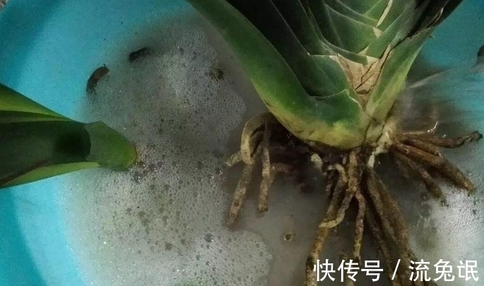 根系|如何判断君子兰需要换盆了,看准这些