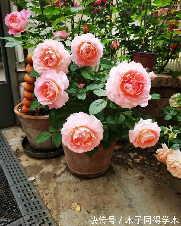 养花|新手养花“黑名单”,买了也养不活,谨慎买这些花