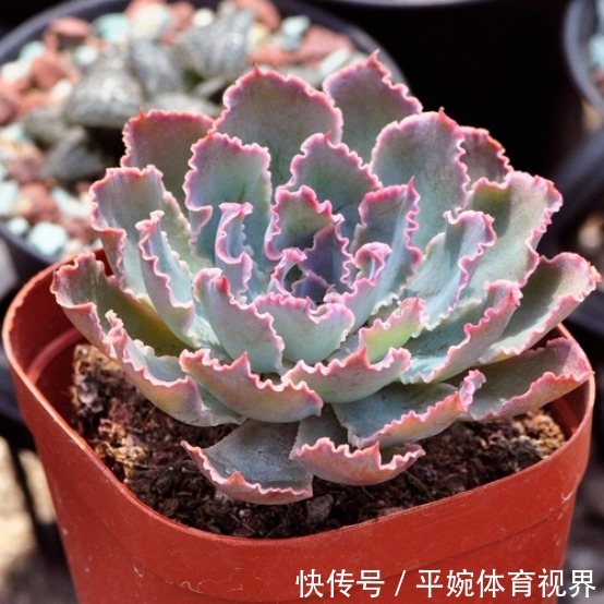 怎么养好多肉植物晚霞之舞?遵循此5点