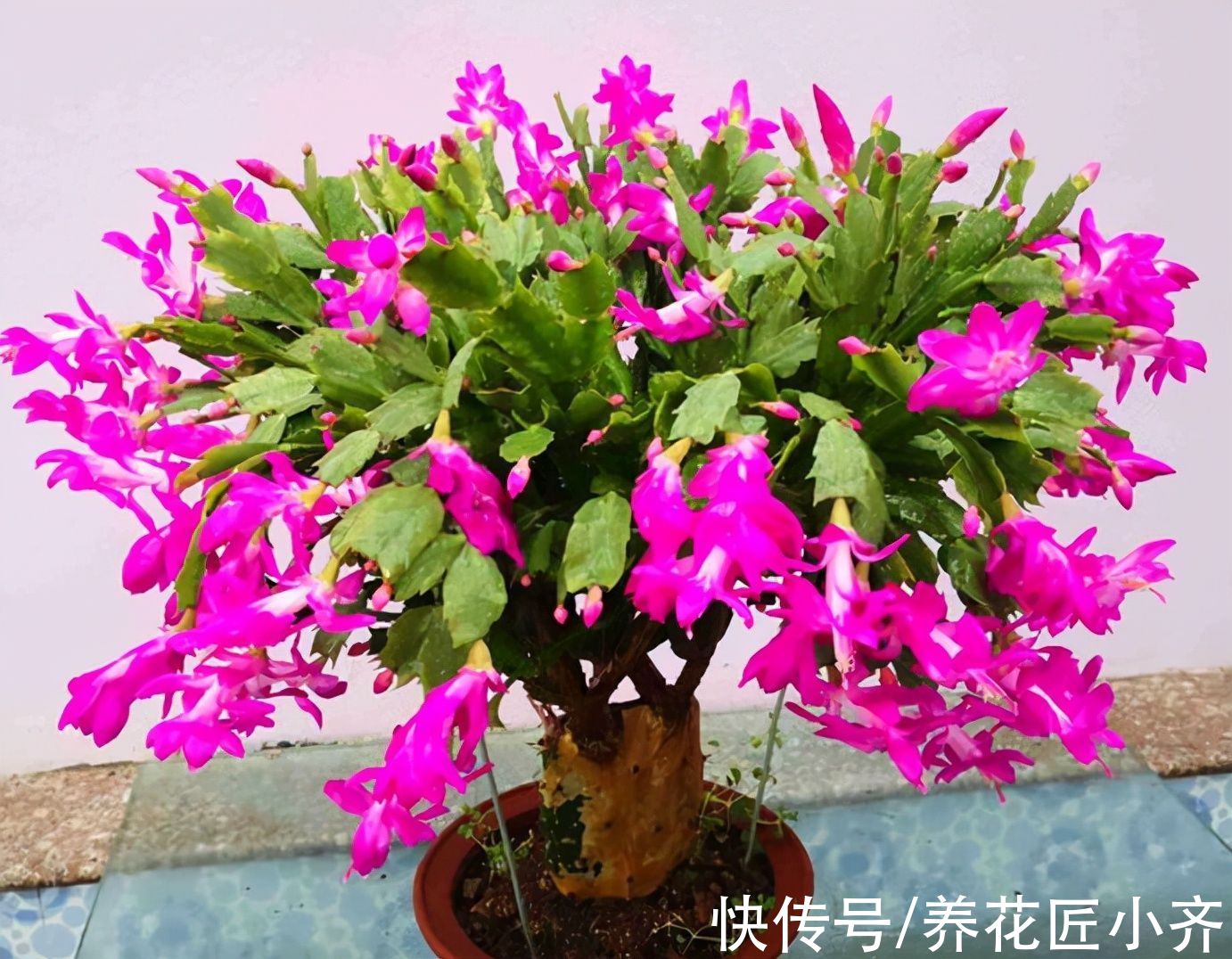 蟹爪兰长出满头花苞，预防掉落有“4不”，做好一次开爆盆