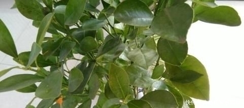 方法|曲为酒之骨,农村土方法制作“酒曲”需要哪些野草快要失传了