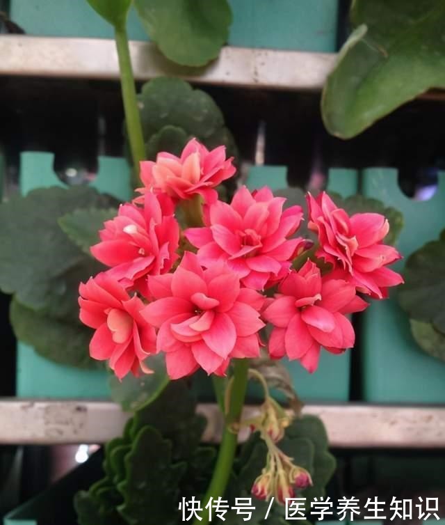 这3种花特别的耐寒，完全不将冬天放在眼里，天越冷花朵越漂亮！