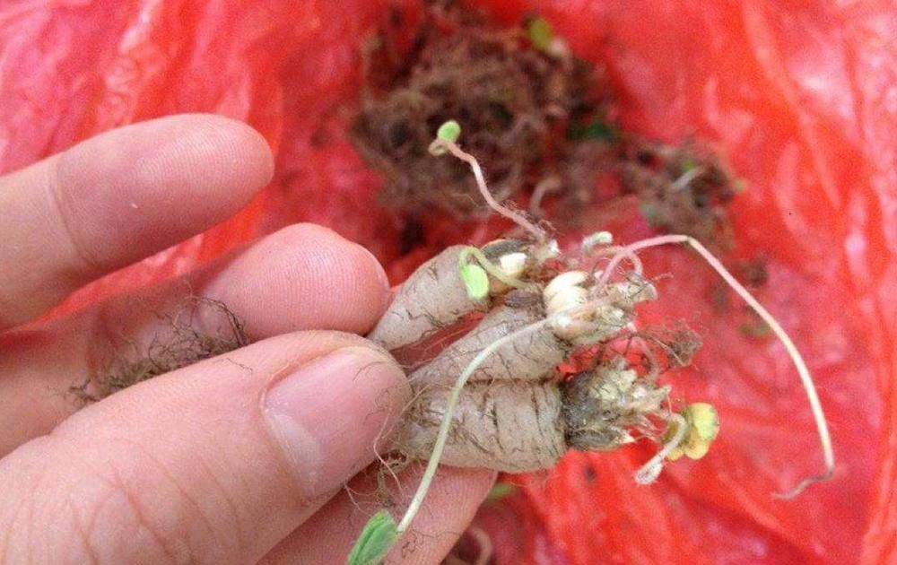 酢漿草|人稱“土人參”,兒時挖來當糖吃,如今一斤10元,稀罕少見