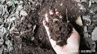 花卉|养花用土不必买,拿个袋子出门捡这“4种土”,不管养啥都能旺!