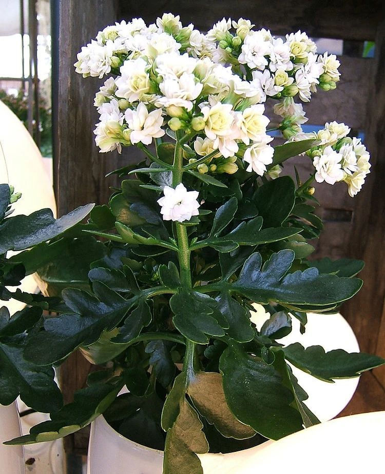 缓释肥|室内盆栽长寿花开花指南，光照比肥料还重要，想要复花要学会修剪