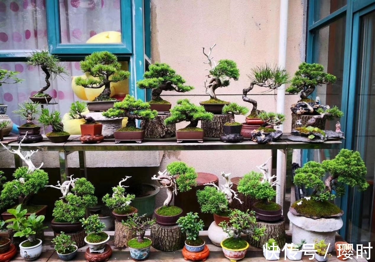 橘子皮养花妙招分享,除了这3种用法外,你还晓得哪些?