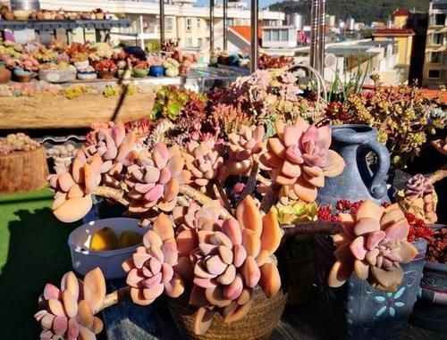 温差|养多肉制造温差,可不可以白天露养温度低,晚上搬到室内温度高?