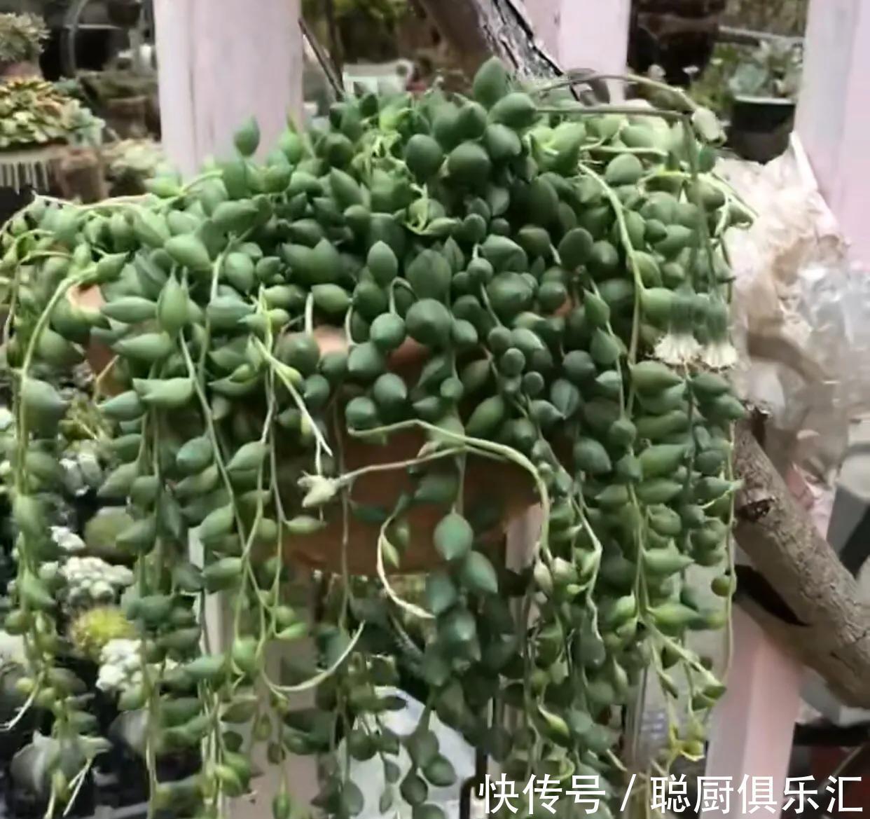 听说养此4种多肉，旺财又旺宅，你有养吗