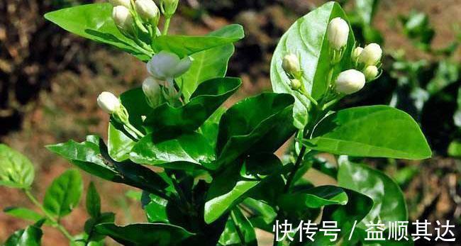 植物|三角梅长寿花不开花?用点“小手段”,催出满盆花苞,就是欠修理