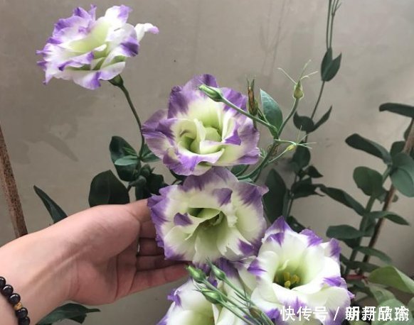 这一款世界名花,观赏价值非常高,花期很长而且好养易活