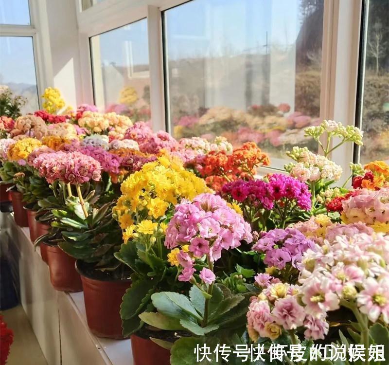 根系|寿命长的“3种花”,最喜欢用小盆栽种,盆越“小”长得越好