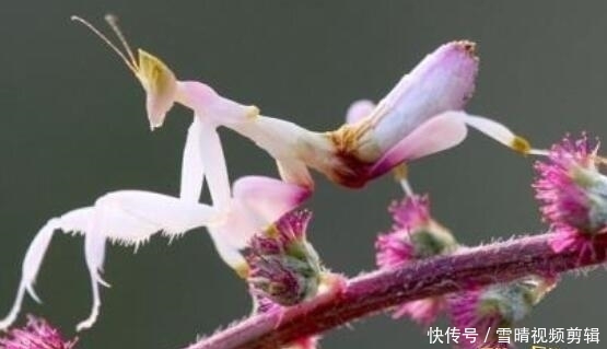 世界上最美的螳螂 兰花螳螂拥有美丽外表凶残的心 快资讯