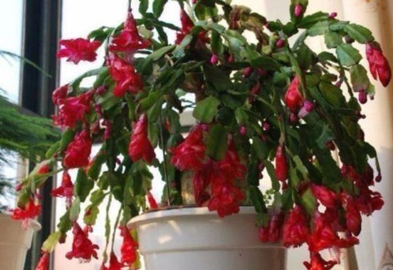 什么淘米水、啤酒水都不如它，“一勺”养爆一盆花，就怕你不认识