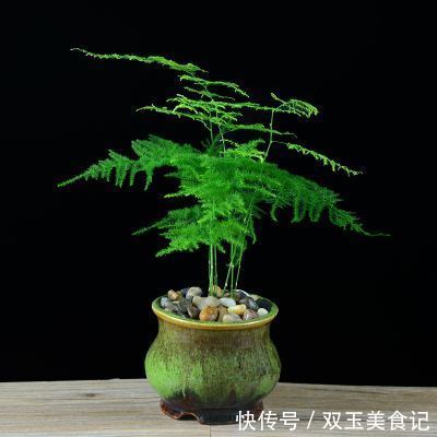 口红|这些花不用太多光，放在家里的阴处养，开花大朵真漂亮