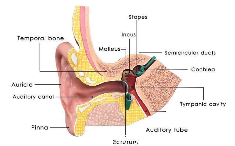 咽鼓管|孩子老是感冒发烧?小心听力出问题!