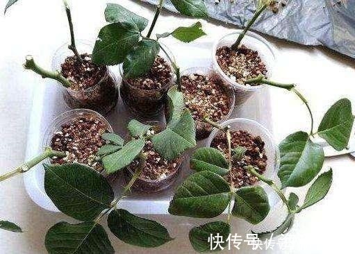 花卉|爱花人别闲着,4种花冬季也可以扦插,养满一阳台!