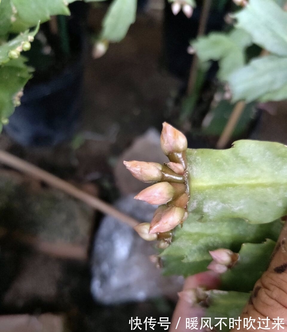 她养的蟹爪兰,1个枝条冒出4个花苞,记住3个“要诀”你也可以