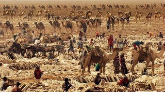 非洲与欧亚大陆对比,分析非洲为何没有强大的游牧文明和农耕文明