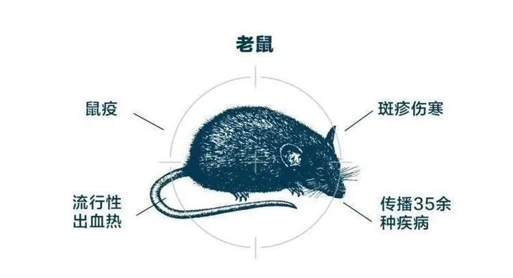 鼠疫耶尔森菌|既然都是老鼠惹的祸：流行性出血热是鼠疫吗？