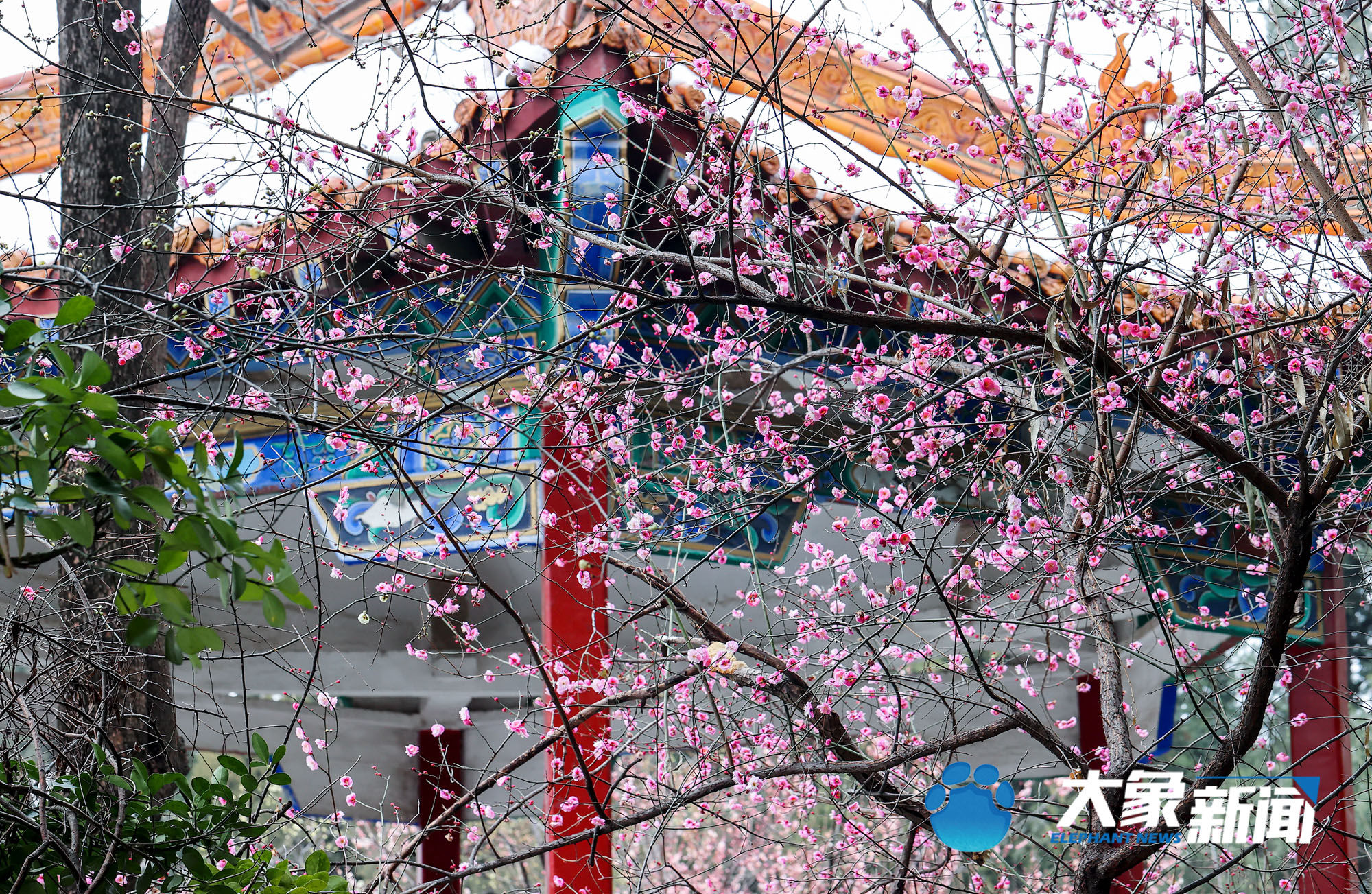 梅花|凌寒傲立、暗香浮动！这是郑州市公园里经风雪洗礼后的梅花