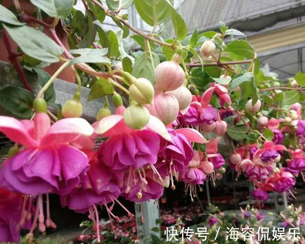 金边瑞香|4种花像“灯笼”,过年养“1盆”在家,很快长成“瀑布”,太美