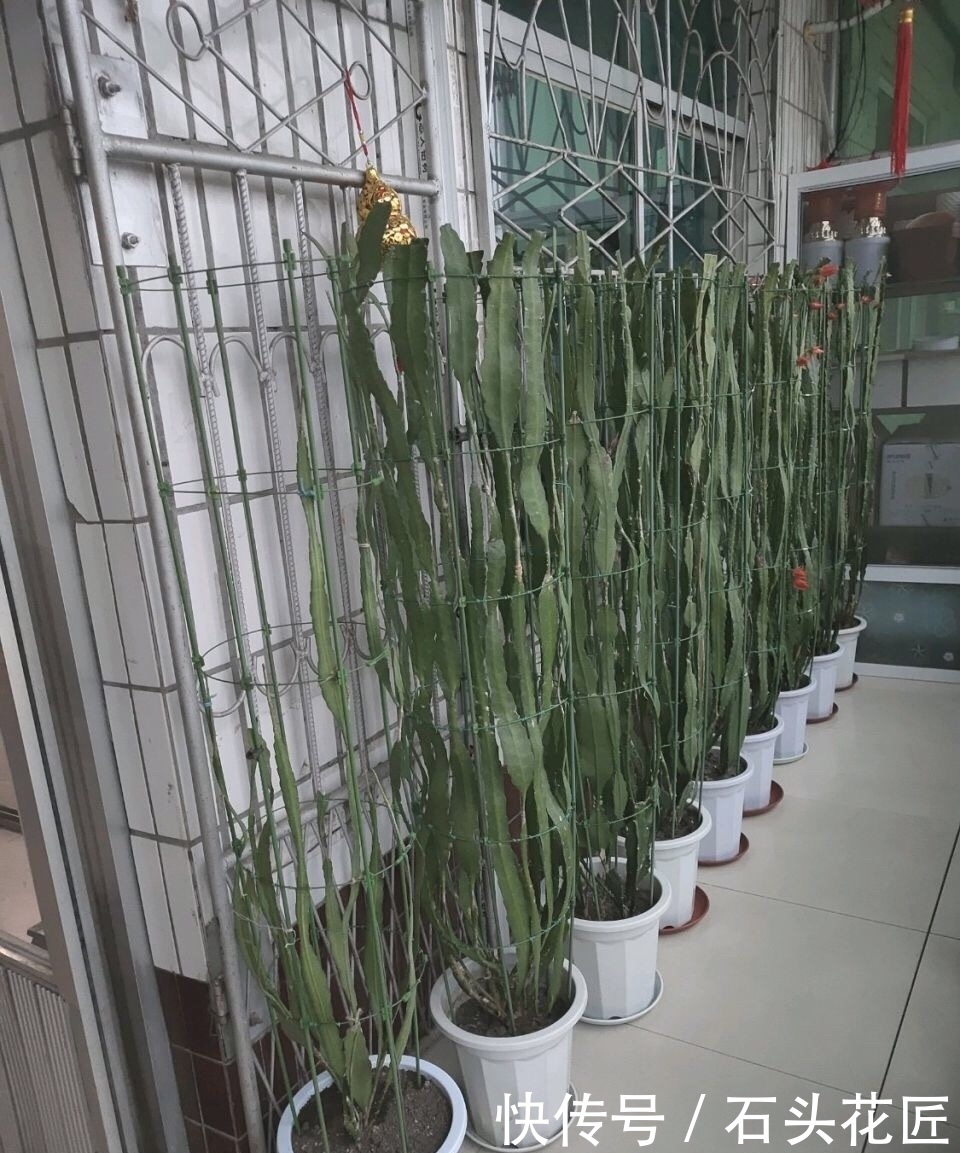 他家阳台养了“20盆”令箭荷花,长到1米5高,花苞巴掌大