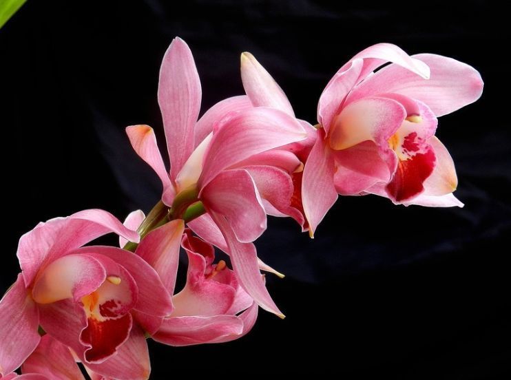 家里阳台必养此款花卉，给水就疯长，开花一簇簇，好养又漂亮