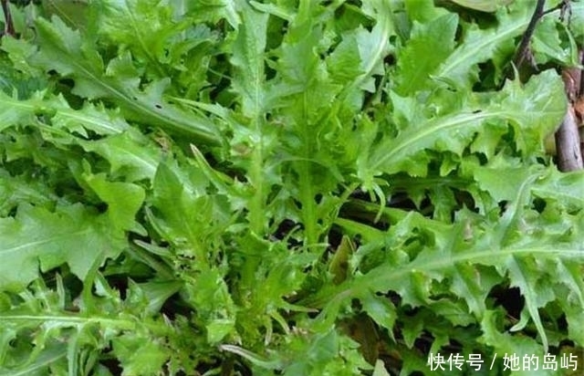 野草|农村这些植物野草，以前拿来当菜吃，如今很多年轻人都没见过！