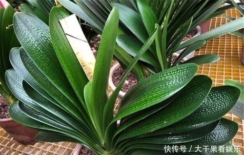 天热了,君子兰要“睡觉”,有几件事不能做,不然烂根又黄叶