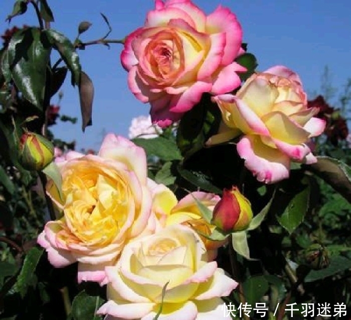 关键|婆婆养月季只选一种，好养抗性强，关键“爱”开花，比养欧月实在