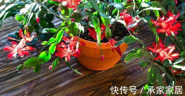 养护|蟹爪兰和长寿花,一起摘叶扦插,使用不同方法扦插,哪一个更好?