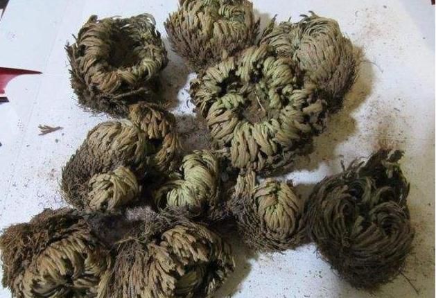  到处|传说中的“九死还魂草”，农村路边到处都是，药用价值极高