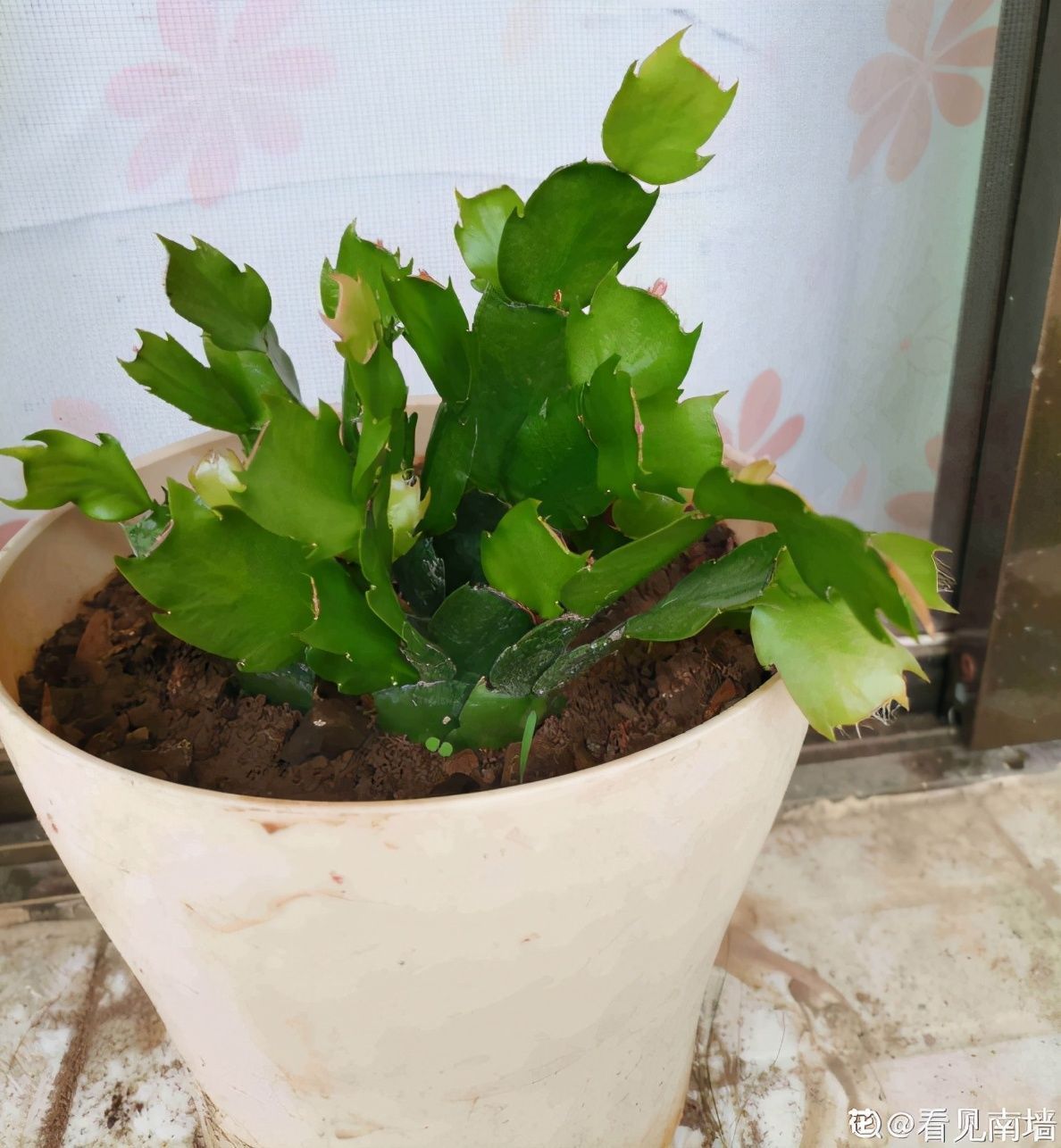 蟹爪兰度夏后，干瘪低垂没精神，4个方法重换新生