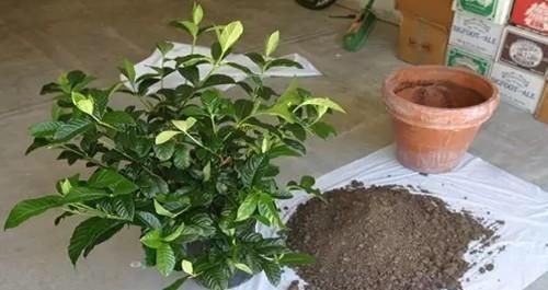 栀子花|养“栀子花”,注意1个小细节,不黄叶、不掉苞,油绿茂盛开花多