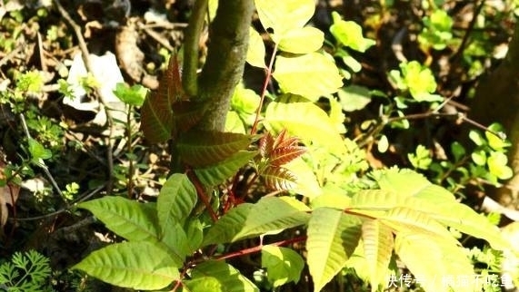 香椿芽樹|農村野外這常見的4種野菜,可都是貨真價實的寶貝,你吃過幾種?