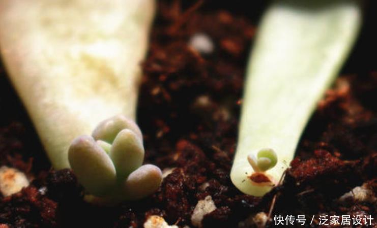 冬天养多肉,温度合适别闲着,叶插发芽欢乐多,长成仔仔多快乐!