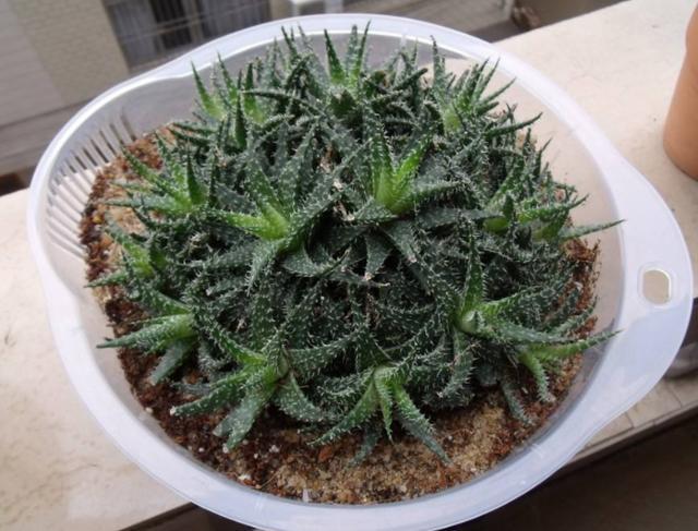 芦荟黄叶还烂根，大多浇水没浇对，四季这样浇水，反而长得更好