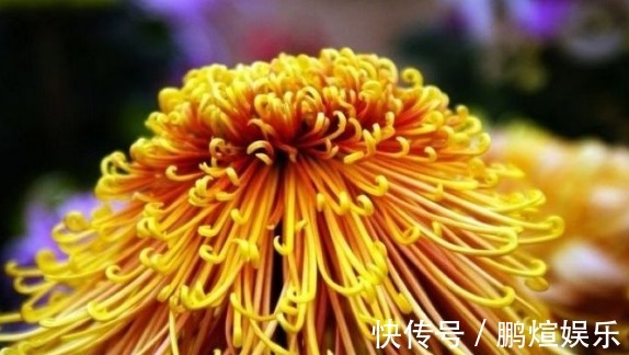 金凤|喜欢菊花,就养盆“菊中珍品”盘龙凤环,似金凤飞舞,千姿百态