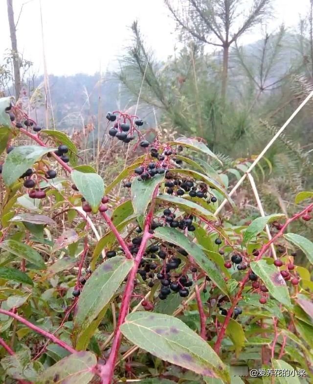 农村一种野生植物，人称“土人参”，是一种美食，也是极品中草药