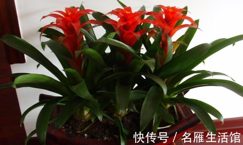 花土|养鸿运当头,多注意这3点,盆栽基本不会有大毛病