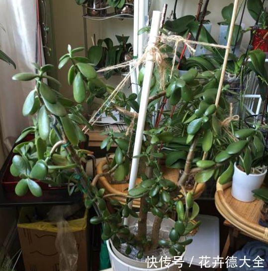 7种花,现在要砍头,冲天炮变成爆炸头