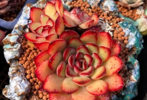 一入肉坑深似海——你一旦中了多肉的“毒”,想要出坑可就难了