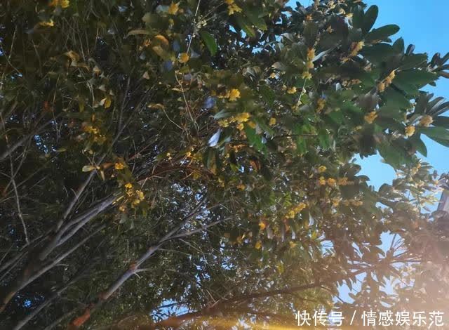 西安|点击查看川农专属气味图书馆