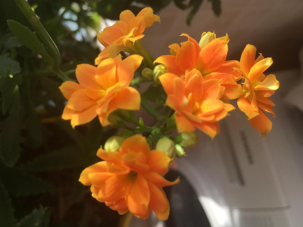  好看|长寿花好看却养不好，对照这“7点”，来看看问题出在哪？