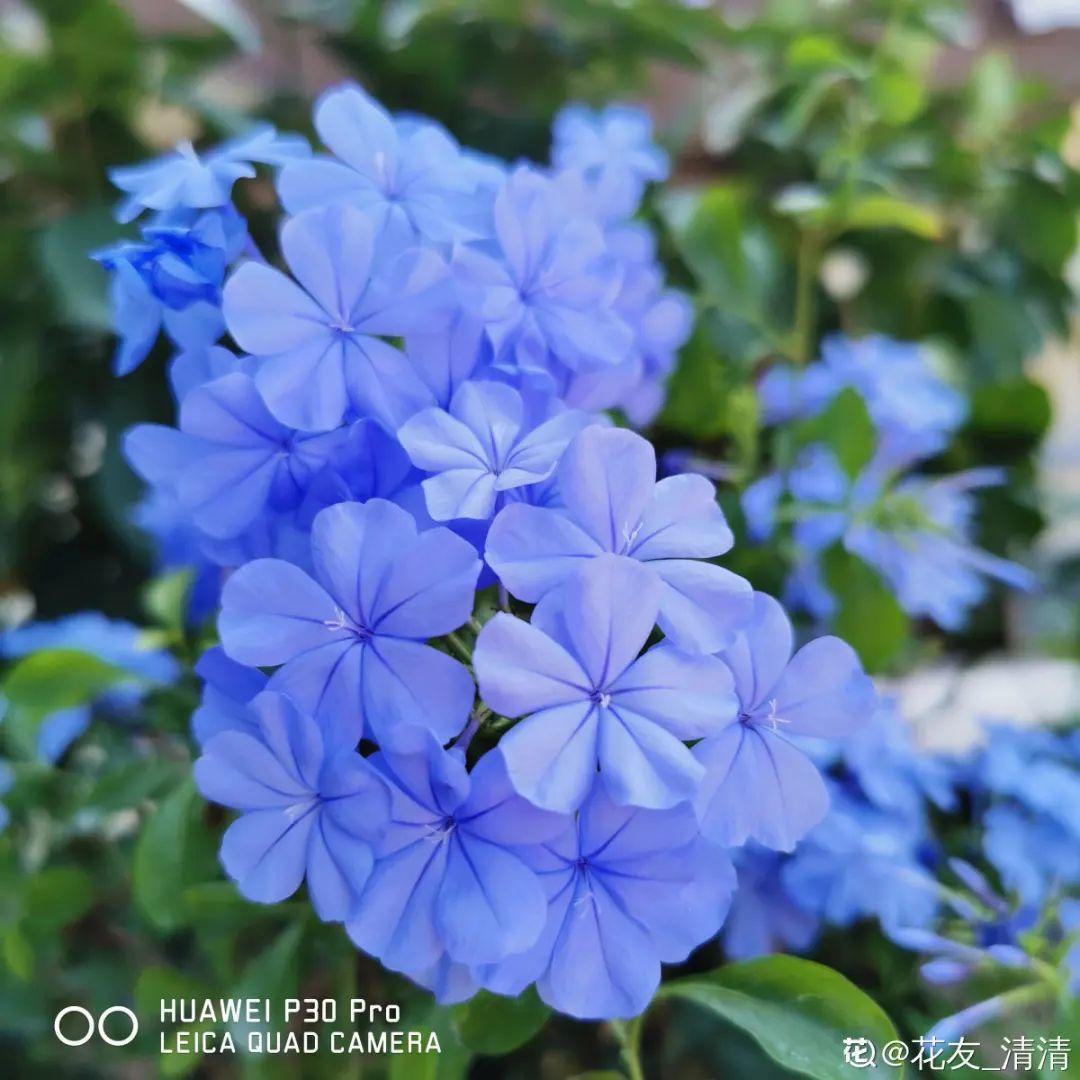 10种“养不死”的花,绿萝只能排最后一名,养死3种以上的举手