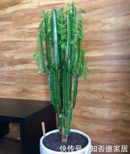 懂花人给客厅养三种花,20天浇水1次就行,对身体好还养人