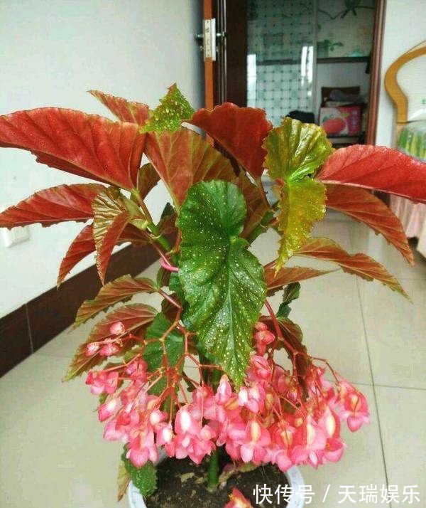 花期最长的室内绿植,一年四季开花,比绿萝还好养,扦插就能活